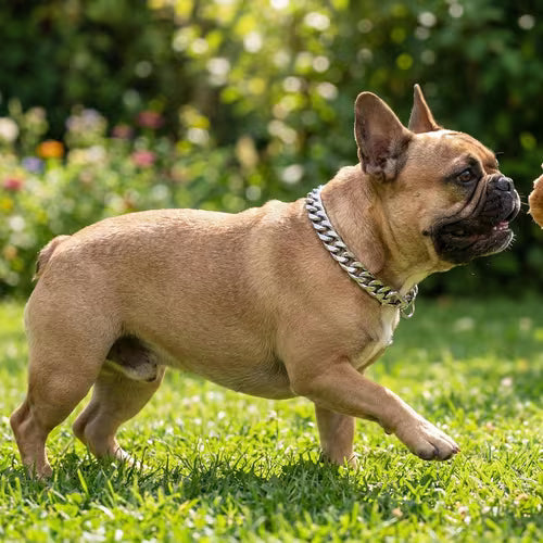 Dog Collar O-Chain