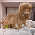 New Cat and Dog Lion Head Costume