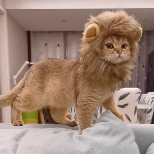 New Cat and Dog Lion Head Costume